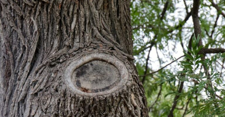 Georgia Arborists Usually Leave Fresh Pruning Cuts Unsealed For This Reason
