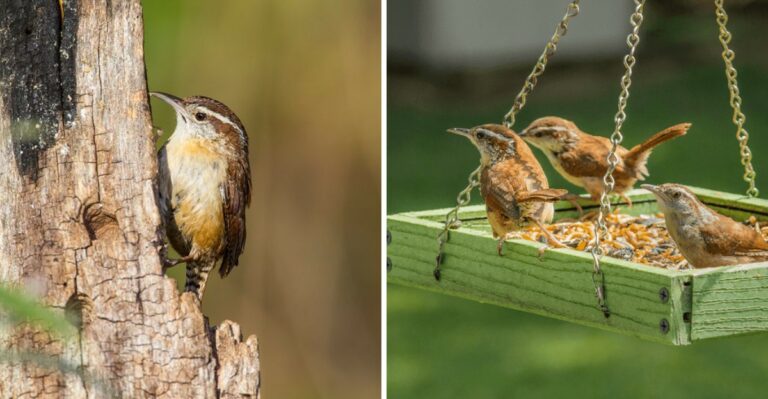 The Meaning Behind Seeing More Carolina Wrens In Texas Yards