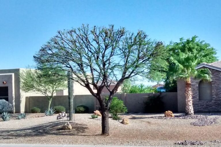 Some Arizona Desert Trees Are Showing Stress After Prolonged Heat and Uneven Moisture