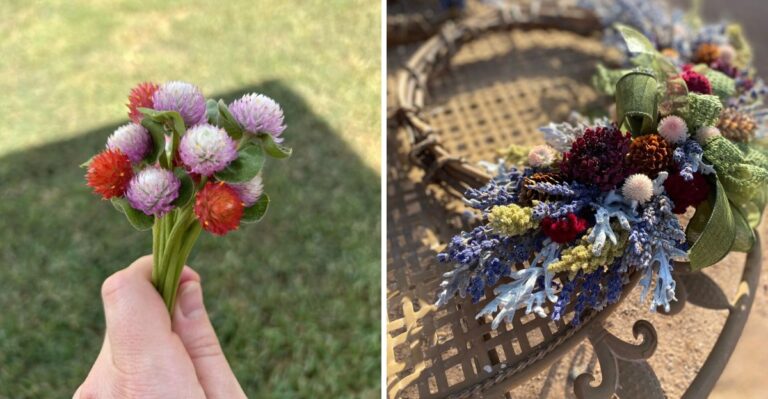 Pick Globe Amaranth Before Georgia’s First Frost To Keep Its Color Long After Fall