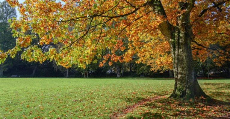 Those Fallen Oak Leaves Can Become Free Mulch Instead Of Yard Waste In Florida