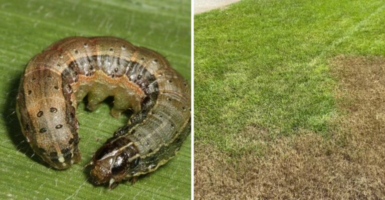 The Fall Armyworm Warning Every California Lawn Owner Needs Before November