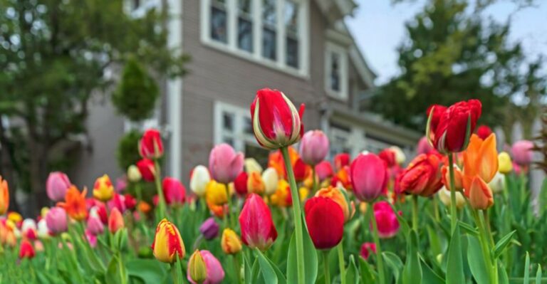 Georgia Gardeners Should Avoid This October Tulip Mistake For Better Spring Blooms