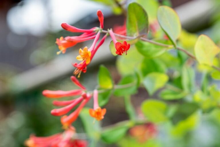 8 Fragrant Vines Arizona Homeowners Are Training Along Their Fences For Shade And Scent
