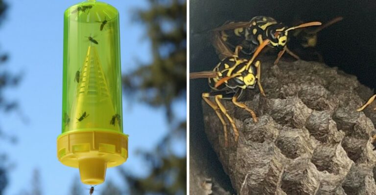 The Yellowjacket Trap Mistake So Many Michigan Homeowners Make