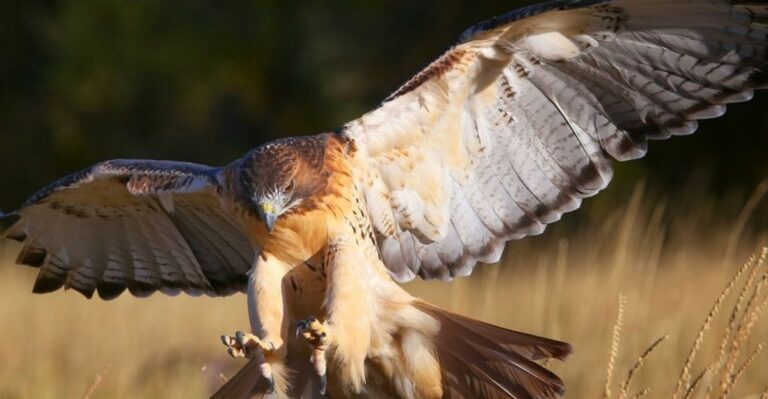 What It Means When A Red-Tailed Hawk Starts Perching In Your California Yard