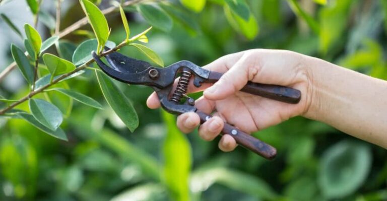 Why Florida Gardeners Should Put Down The Pruners In November