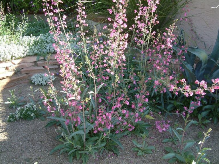 Parry’s Penstemon: A Low-Desert Arizona Native That Hummingbirds May Visit