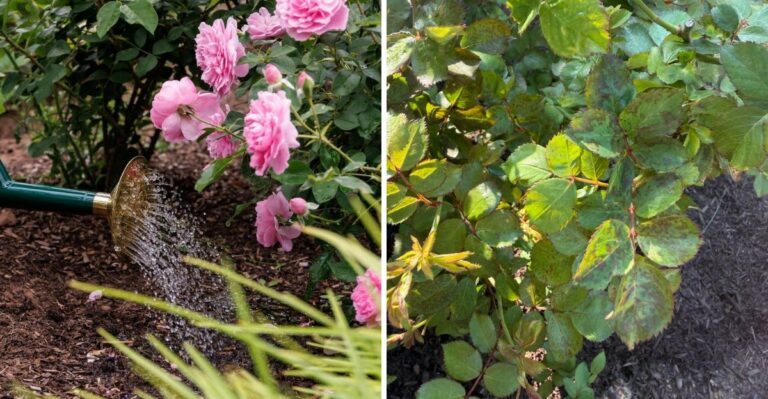 Do This For Florida Roses Now, Or The Fall Flush Won’t Come