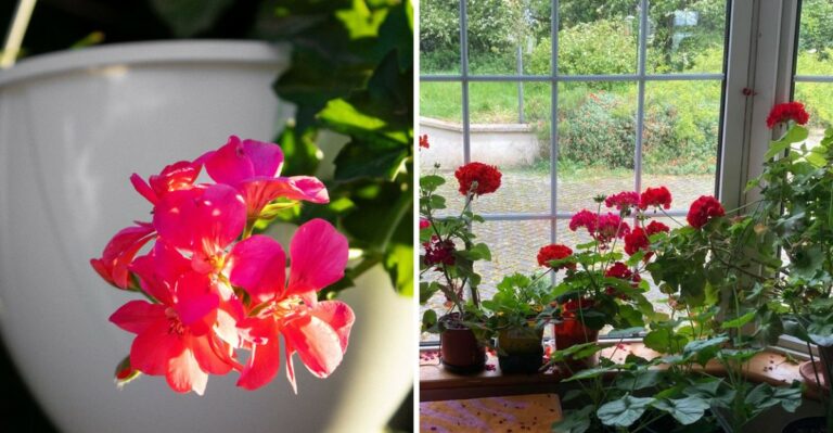 How To Get More Blooms From Your Virginia Potted Geraniums