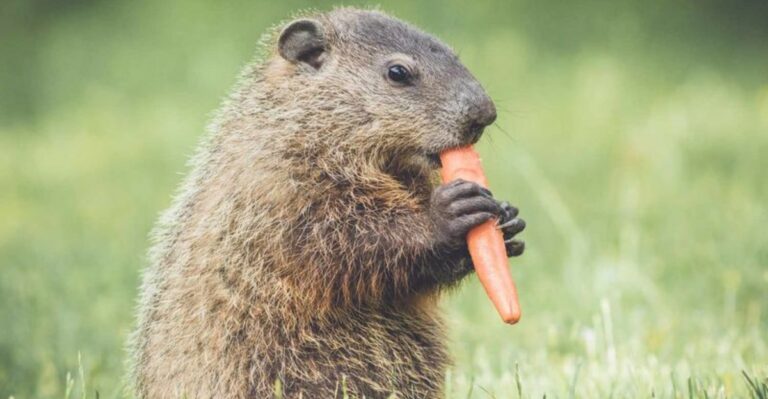 A Plump Burrower Feasting On Indiana Gardens Is Fattening Up For Hibernation