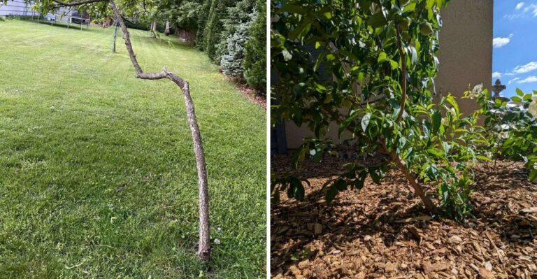 What To Do, And What To Never Do, When A California Fruit Tree Leans After A Windstorm