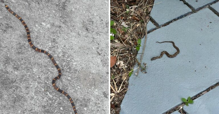 Why Florida Snakes Start Showing Up On Warm Driveways As Nights Cool Down