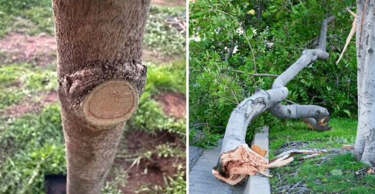 The Pruning Tricks That Let Santa Ana Winds Pass Through California Trees