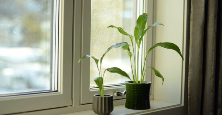 The Clocks Fall Back Soon, And Your New York Houseplants Will Feel It