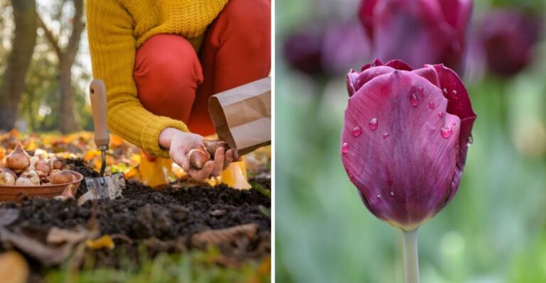 How Late Is Too Late To Plant Tulip Bulbs In Ohio This Fall