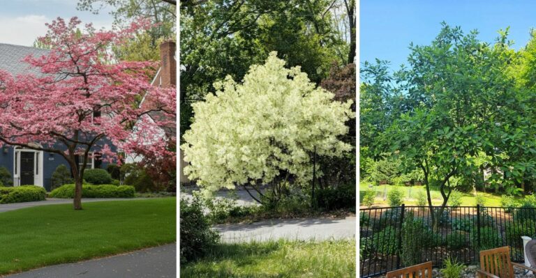 The Small Trees That Bring Big Shade To Virginia Yards