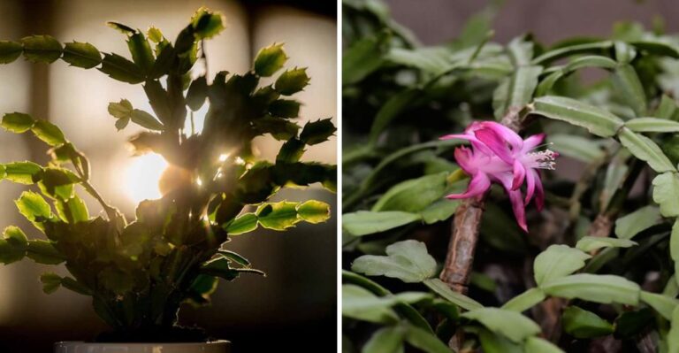 Should You Keep Your Pennsylvania Christmas Cactus In The Dark