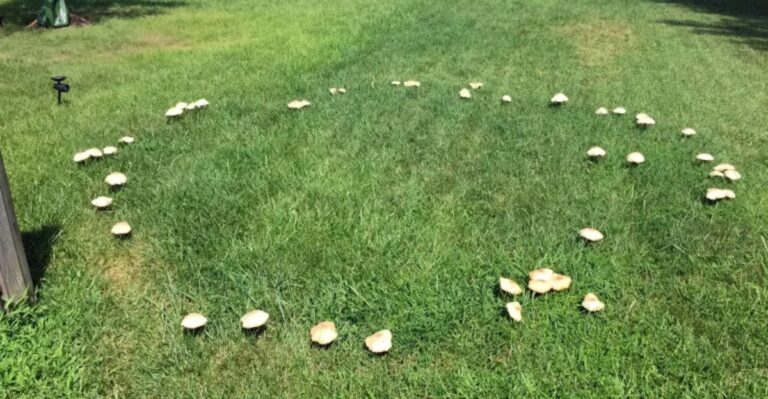 What A Sudden Mushroom Ring On Your California Lawn Means For Your Soil