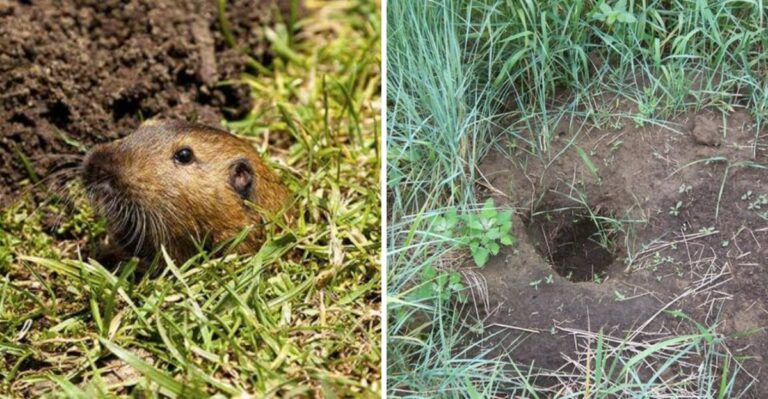 Why California Gophers Push Up More Mounds After The First Rain