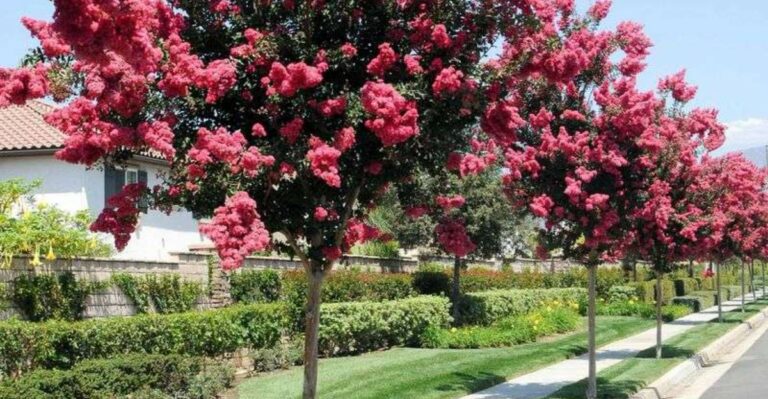 Why North Carolina Gardeners Are Shaping Crape Myrtles Into Single Trunk Trees