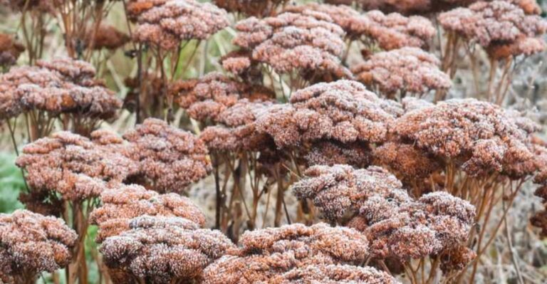 What Texas Gardeners Should Do With Sedum After It Finishes Blooming