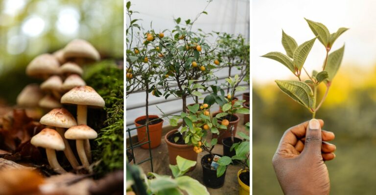 Virginia Backyard Plants That Need Permits, Licenses, Or Special Permission