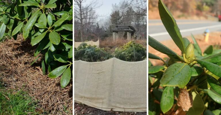 Your New York Rhododendrons Need A Little October Help For A Big Spring Show