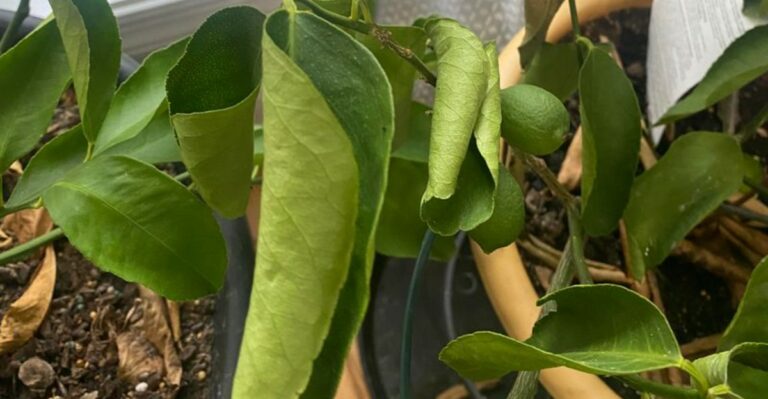 Why Your New York Citrus Leaves Start Curling In Early Fall