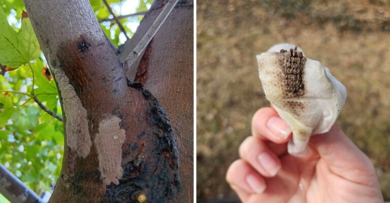 Strange Mud Is Showing Up On Trees Across New Jersey And You Should Not Ignore It