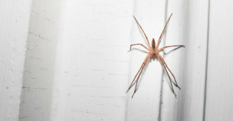 Smells That Keep Spiders Out Of Your House This Fall