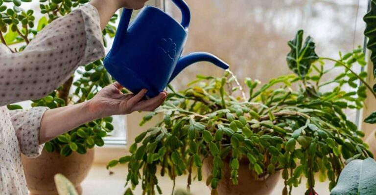 Your Christmas Cactus Is Wilting In Georgia – Here’s What Could Be Wrong