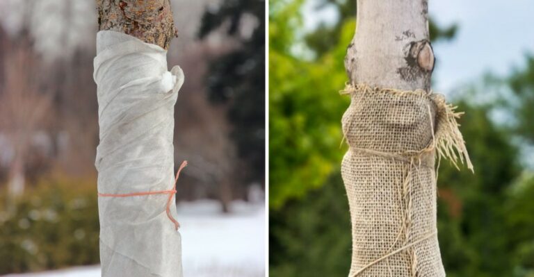 Should You Wrap Young Ohio Tree Trunks Before Winter?