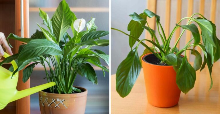 Why Your Peace Lily Keeps Drooping After Watering (And How To Fix It)