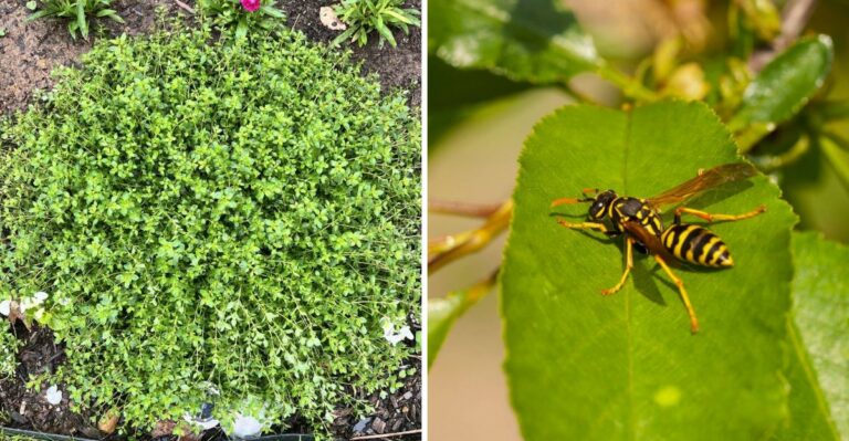 How To Choose A Porch Plant That Naturally Keeps Wasps Away In California