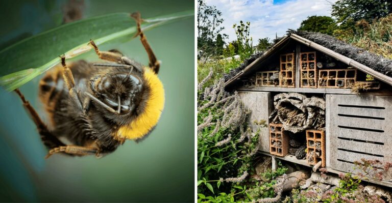 A Fuzzy Pollinator Is Fading Across The Country, And Alabama Yards May Be Its Winter Shelter