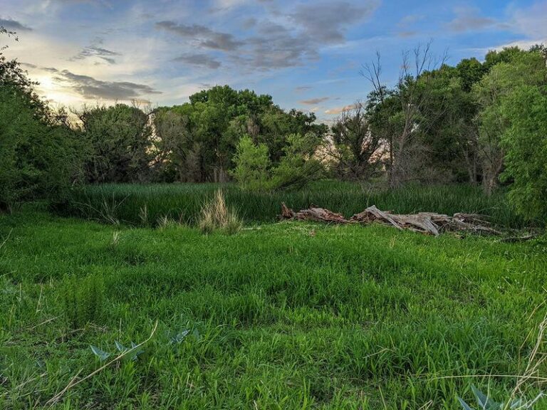 No Single Native Plant Explains Arizona Firefly Sightings, but Habitat Matters