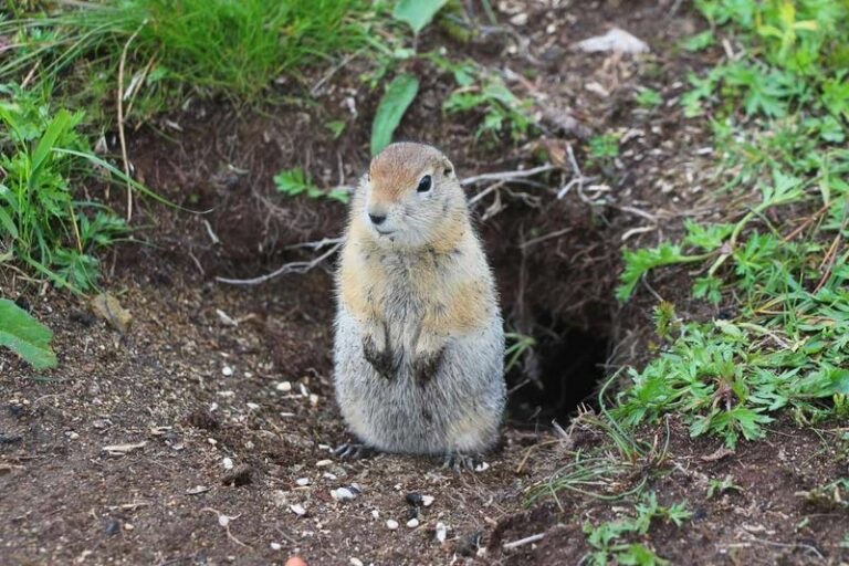 Kitchen Cupboard Items That Help Keep Gophers Out of Arizona Gardens