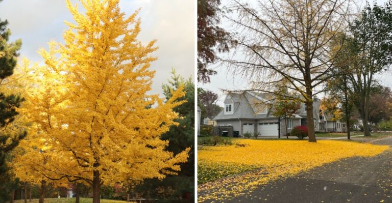 Why Ohio Ginkgo Trees Drop All Their Leaves In A Single Day