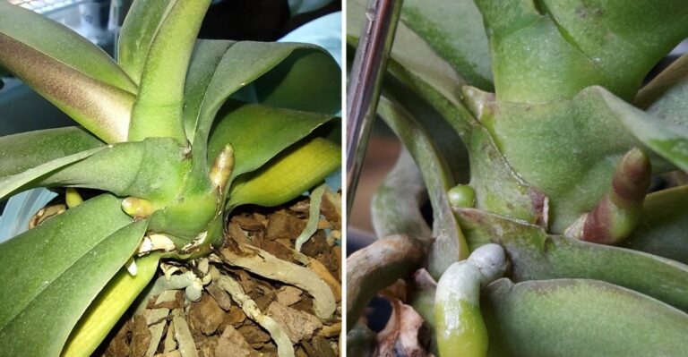 Is That A Root Or A Flower Spike? How Indiana Orchid Owners Can Tell