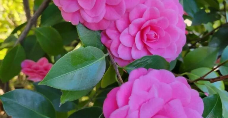 What California Camellia Growers Should Do When Buds Drop Early