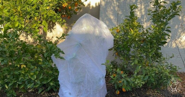 How Arizona Gardeners Protect Citrus From an Early Cold Snap