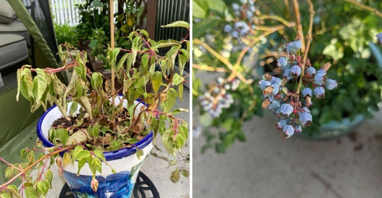 The California Plants Most Likely To Struggle During A Sudden Dry Spell