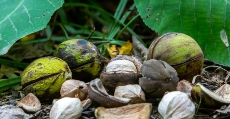 Thick Green Husks Splitting Open Under Missouri Hickories Hold Prized Nuts
