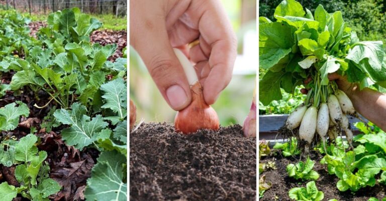 The Fall Vegetables Virginia Gardeners Can Still Plant Before Thanksgiving