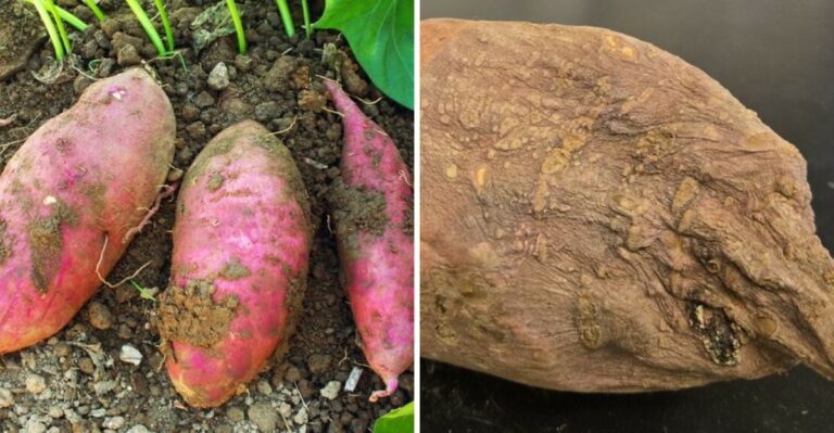 Why Harvesting California Sweet Potatoes During Rain Can Lead To Skin Rot