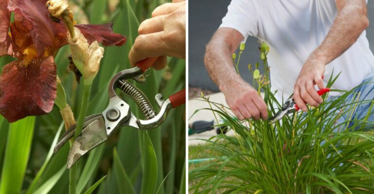 Pennsylvania Plants You Should Prune This October