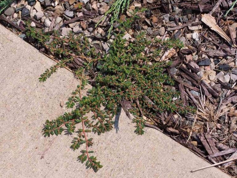 Why Raking Mature Spurge Can Spread Seeds in Arizona Yards