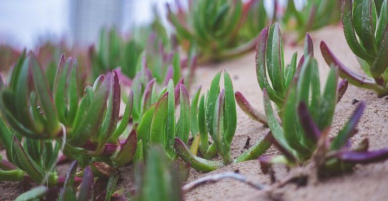 The Planting Mistake Holding Back North Carolina Coastal Gardens This October