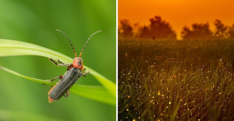 A Firefly Lost To Science For 43 Years Was Spotted In Virginia